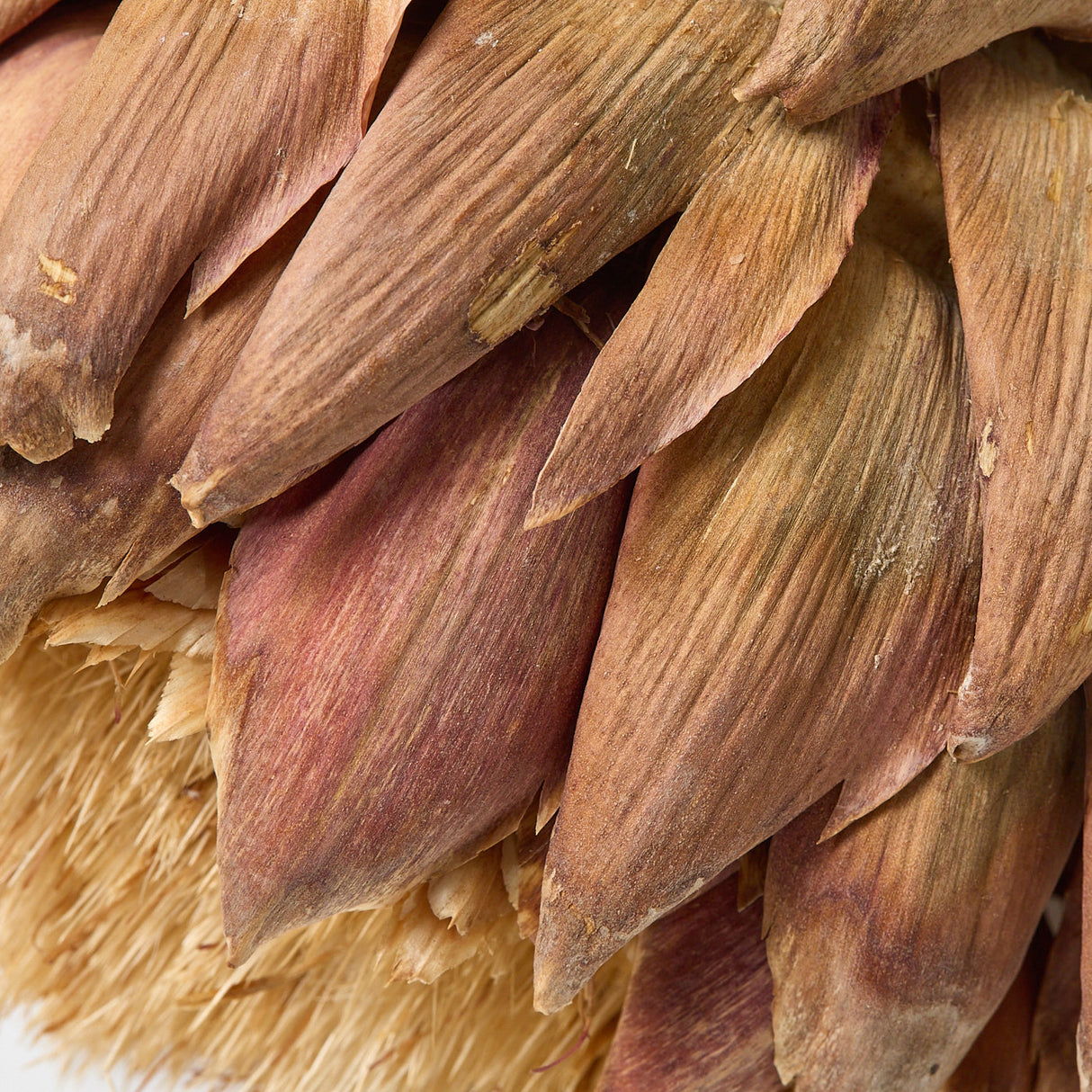 Artichokes, Large 12-18cm, Dried, Natural, Per Stem