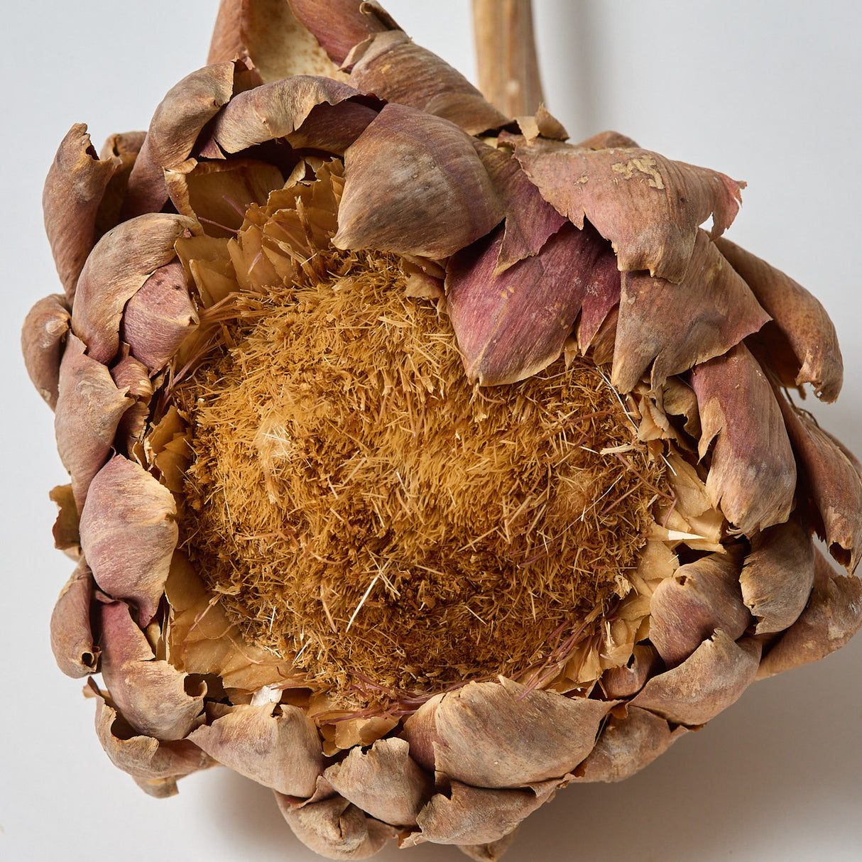 Artichokes, Large 12-18cm, Dried, Natural, Per Stem
