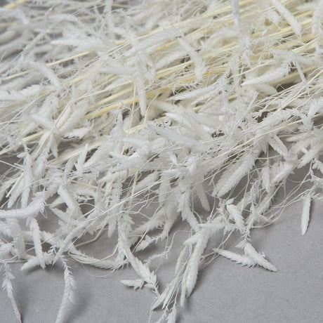 Briza, Segromigno, Dried, White, 80g Bunch