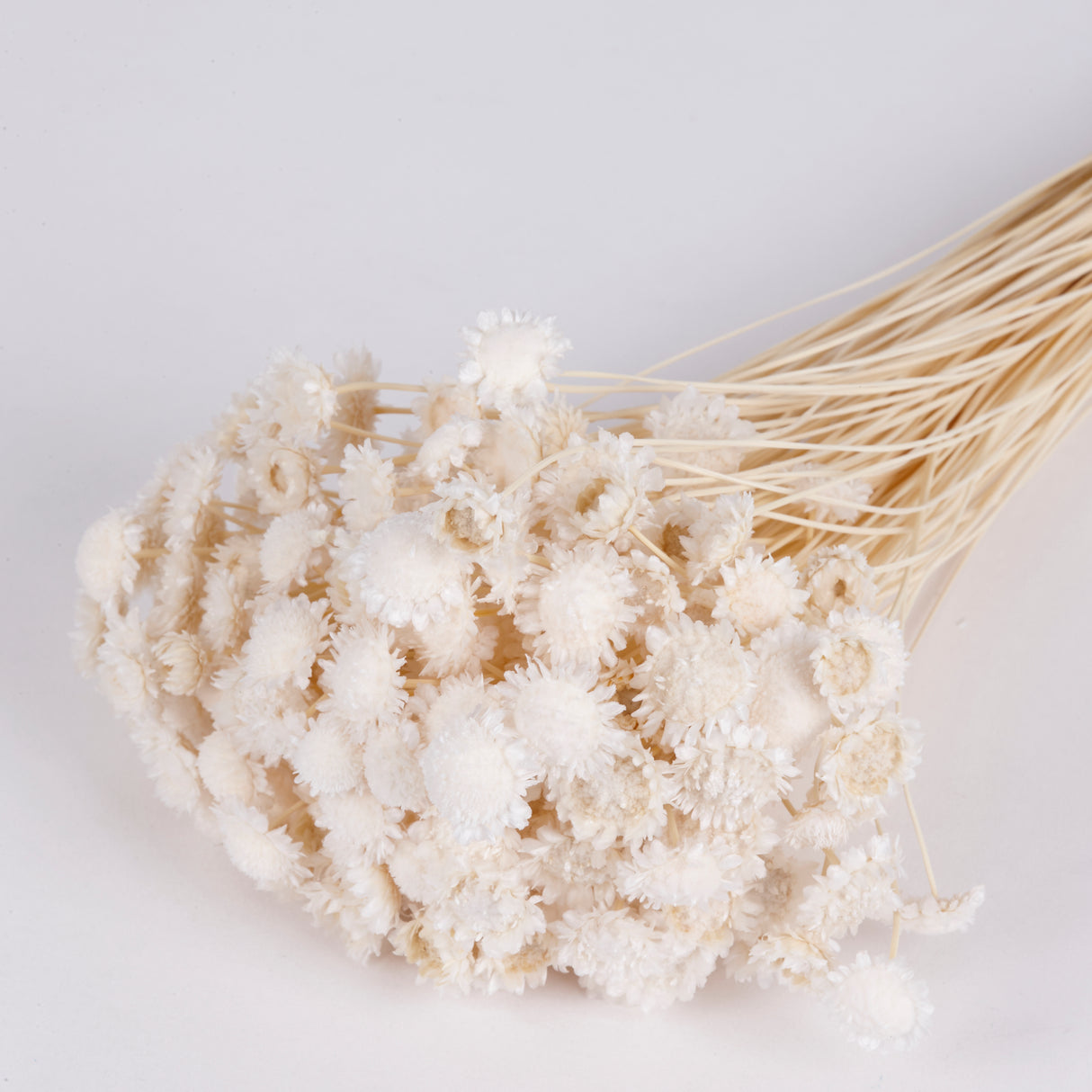 Glixia bunch bleached white stems and white flowers. Image shows a full bunch