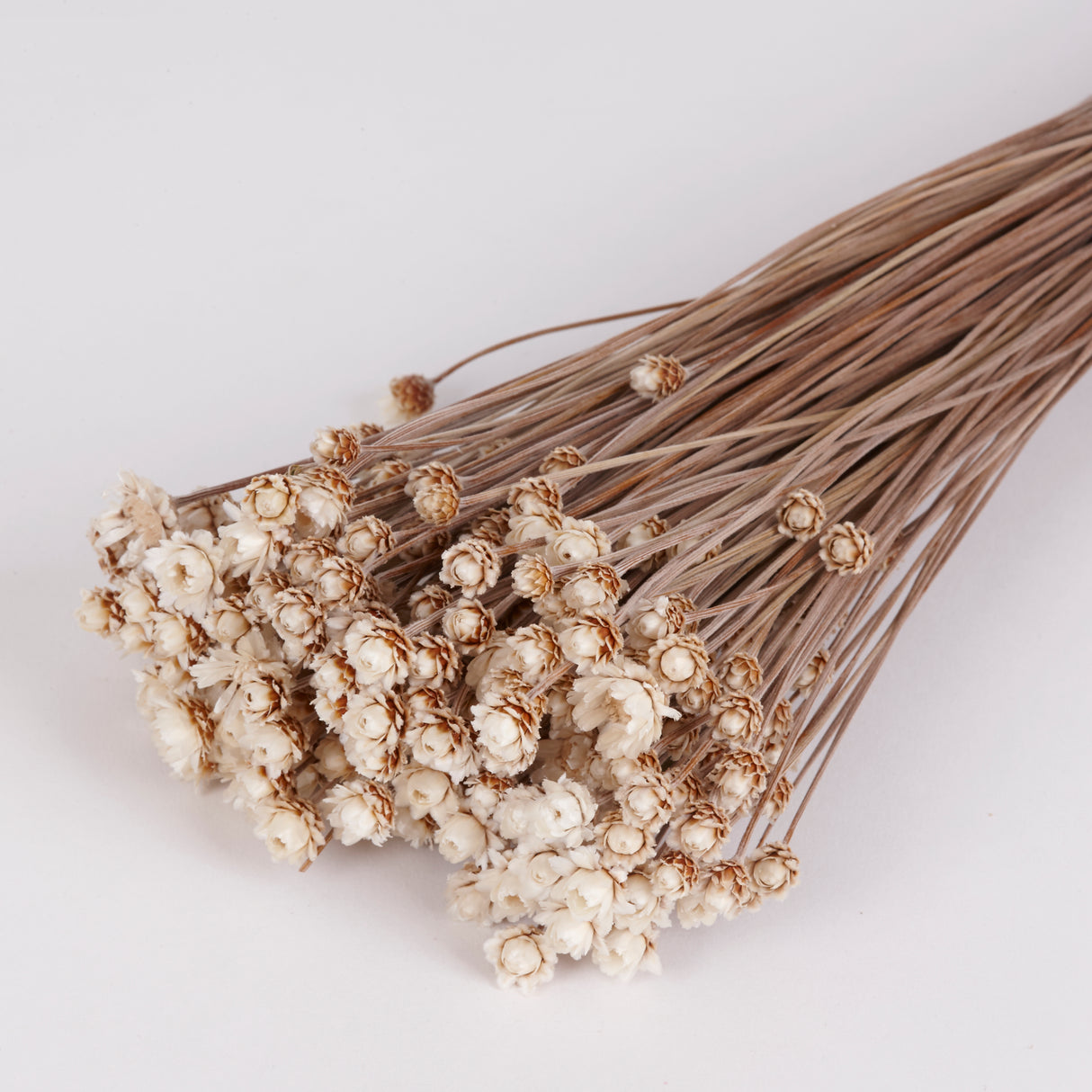 Glixia Natural, sold by the bunch. Image shows natural white flowers