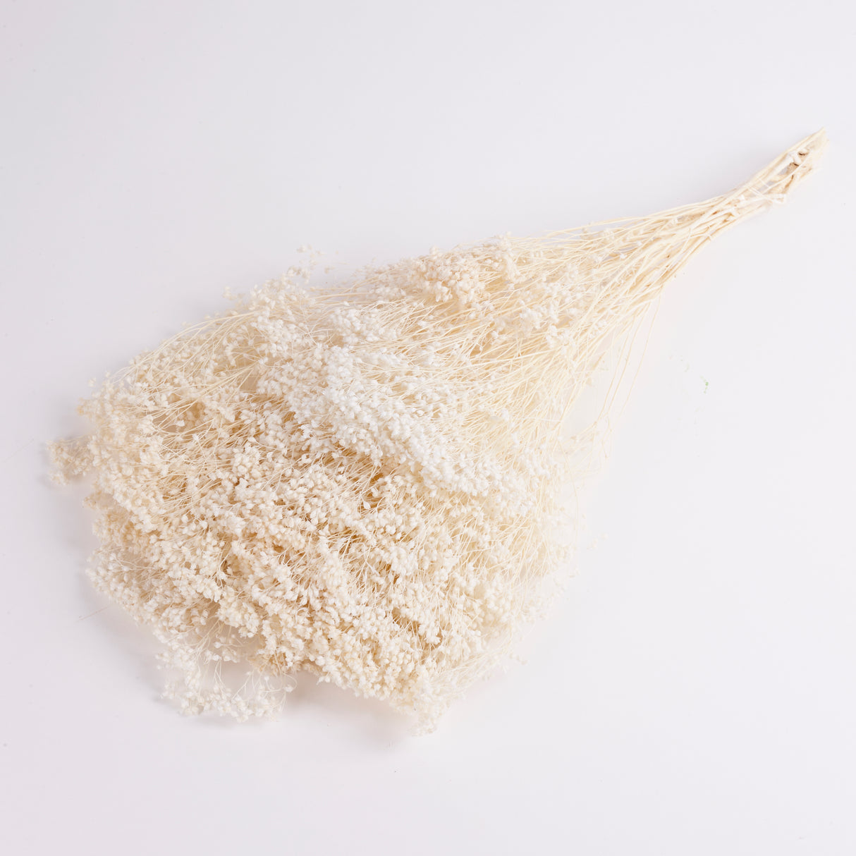 Broom Bloom, Dried, Bleached White, Per Bunch