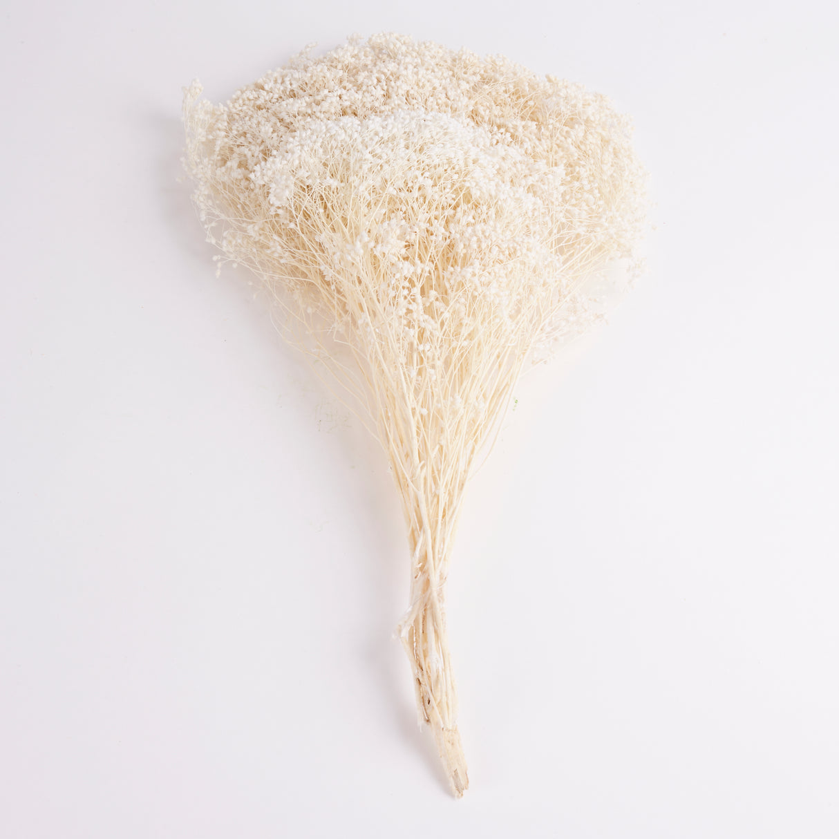 Broom Bloom, Dried, Bleached White, Per Bunch