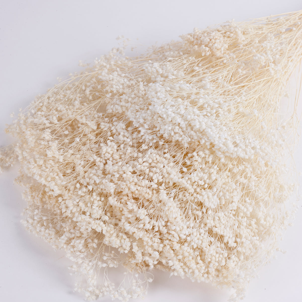 Broom Bloom, Dried, Bleached White, Per Bunch