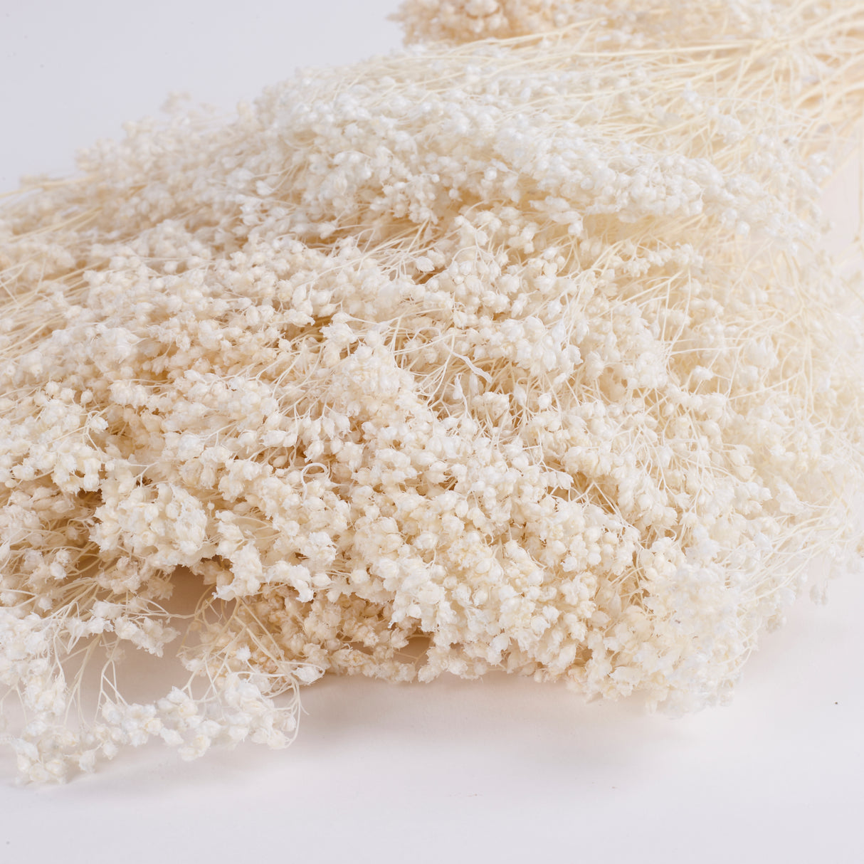 Broom Bloom, Dried, Bleached White, Per Bunch