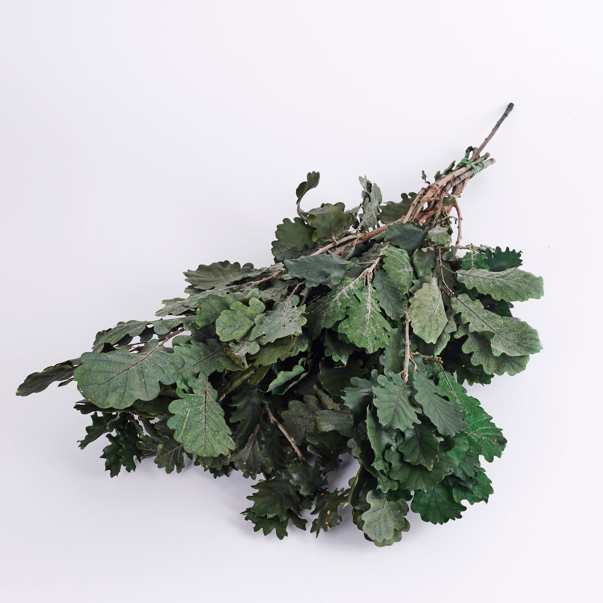 Oak Foliage, Preserved, Green, 150g Bunch