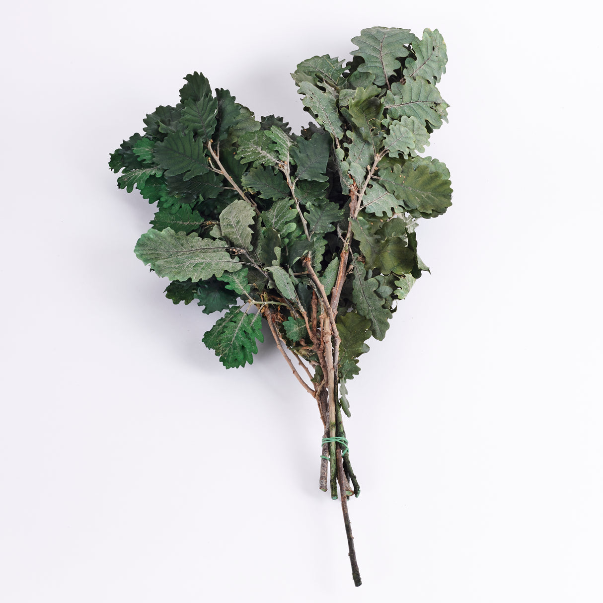 Oak Foliage, Preserved, Green, 150g Bunch