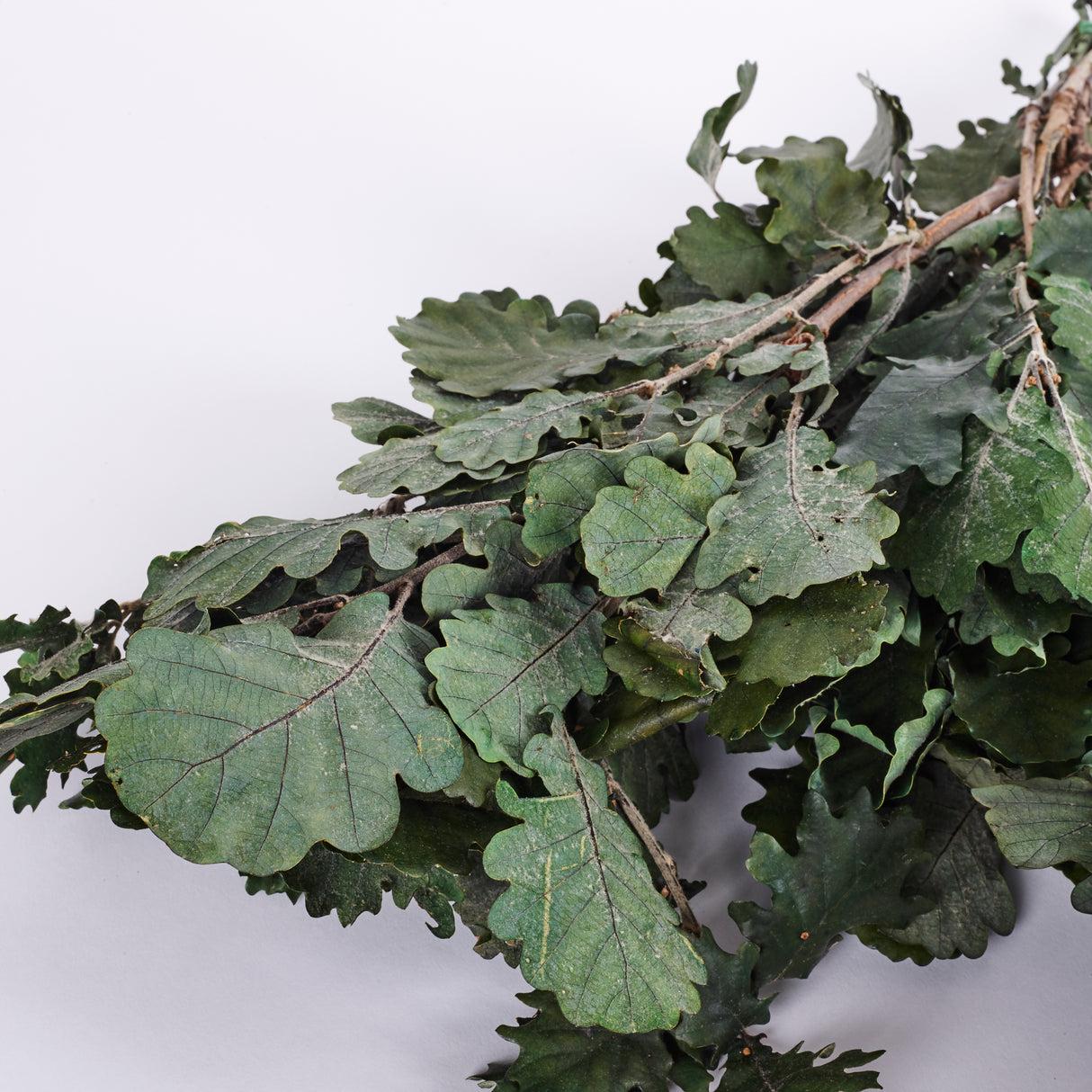 Oak Foliage, Preserved, Green, 150g Bunch