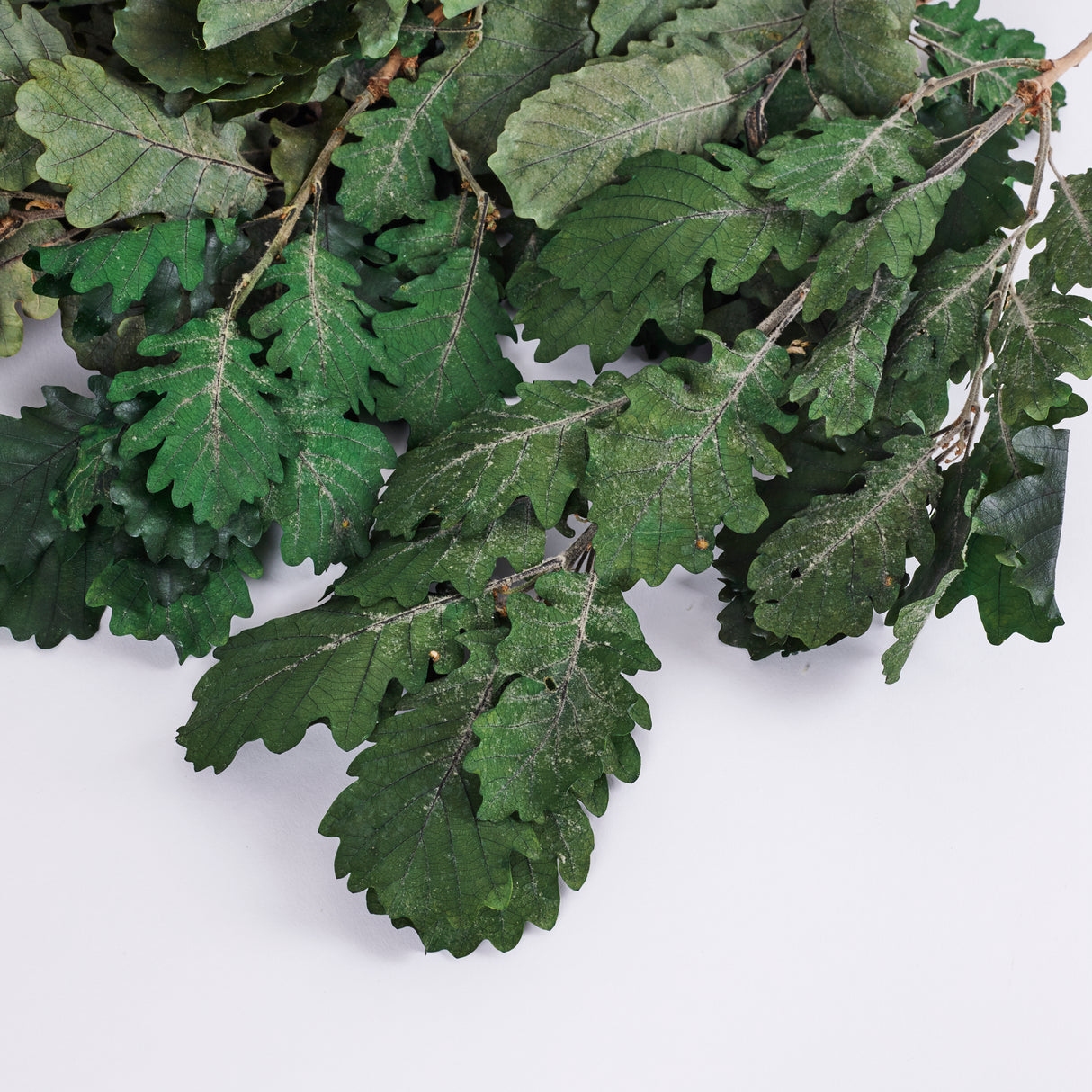 Oak Foliage, Preserved, Green, 150g Bunch