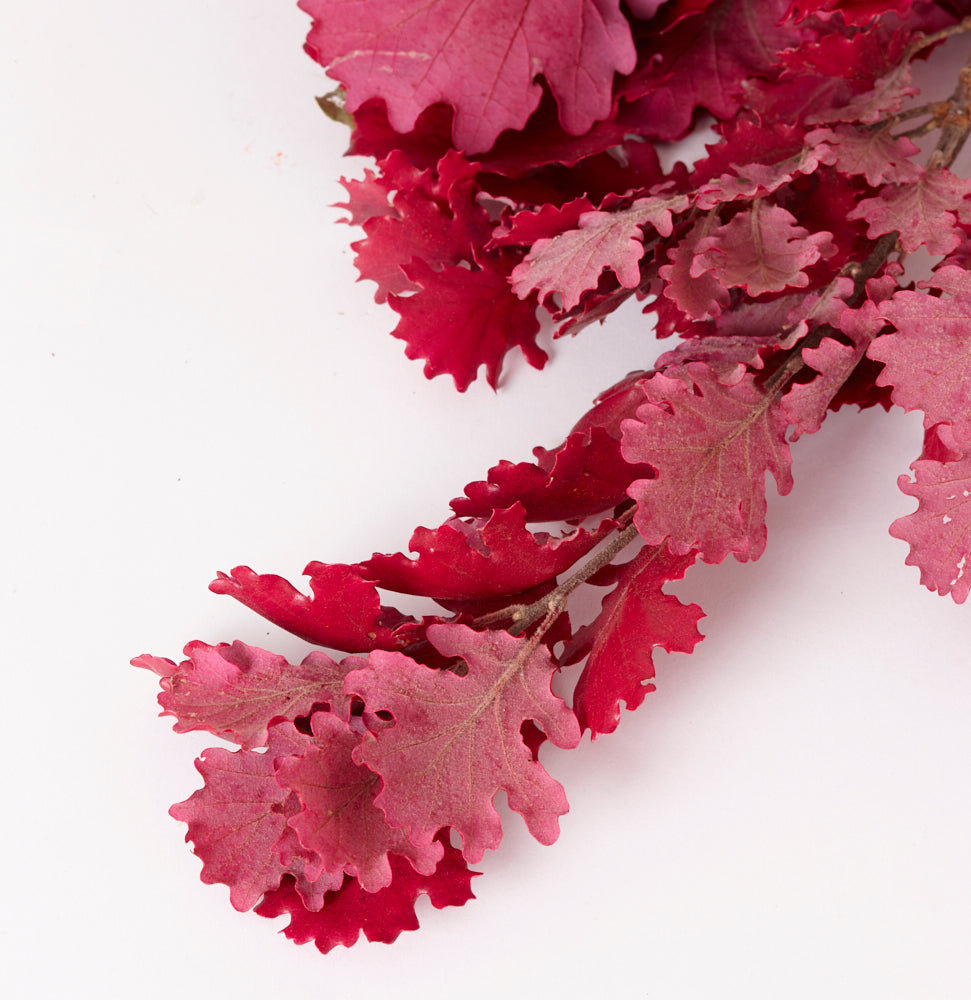 Oak Foliage, Preserved, Cyclamen, 150g Bunch