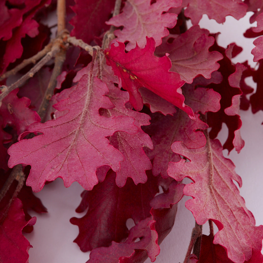 Oak Foliage, Preserved, Cyclamen, 150g Bunch