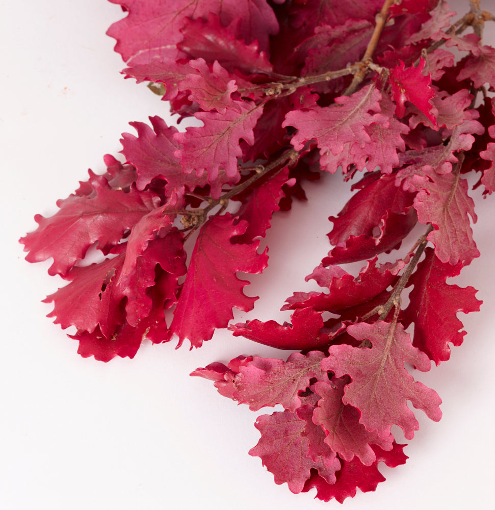 Oak Foliage, Preserved, Cyclamen, 150g Bunch
