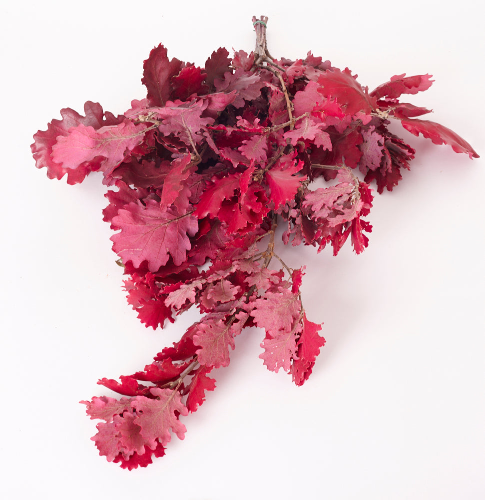 Oak Foliage, Preserved, Cyclamen, 150g Bunch