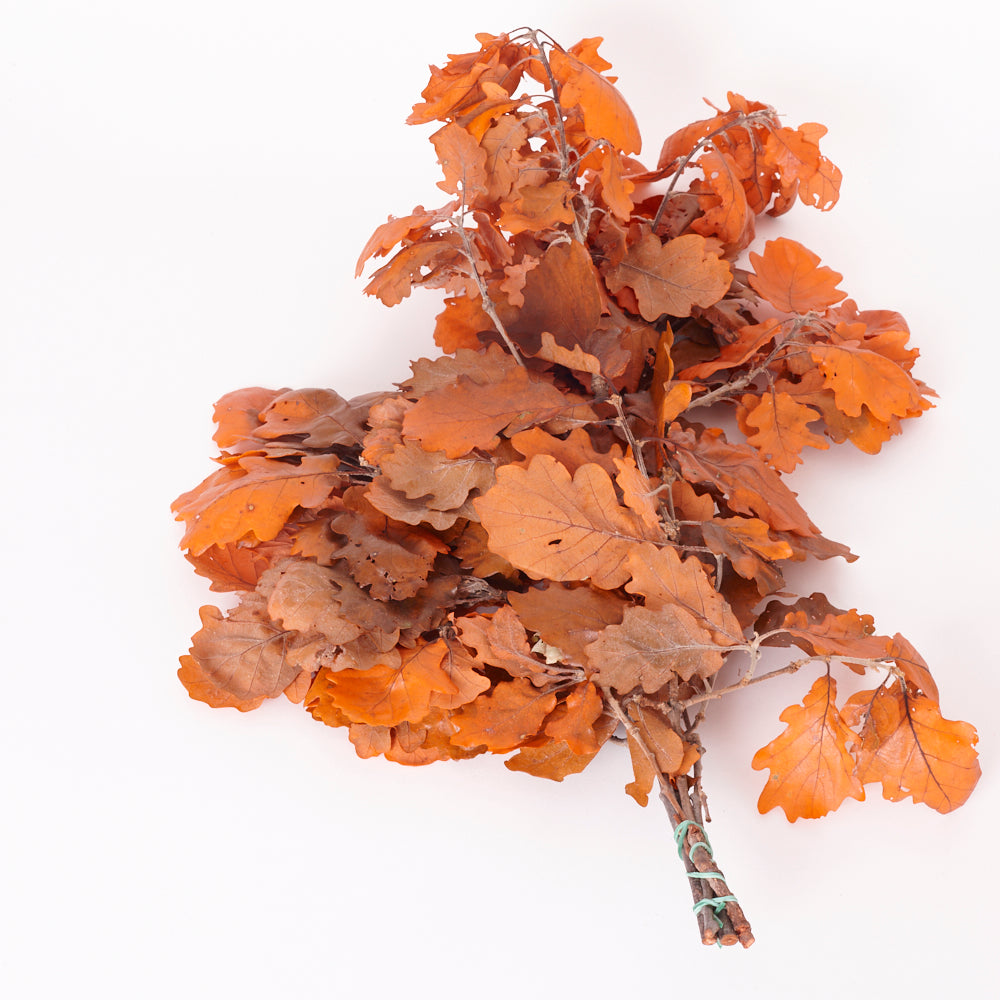 Oak Foliage, Preserved, Orange, 150g Bunch