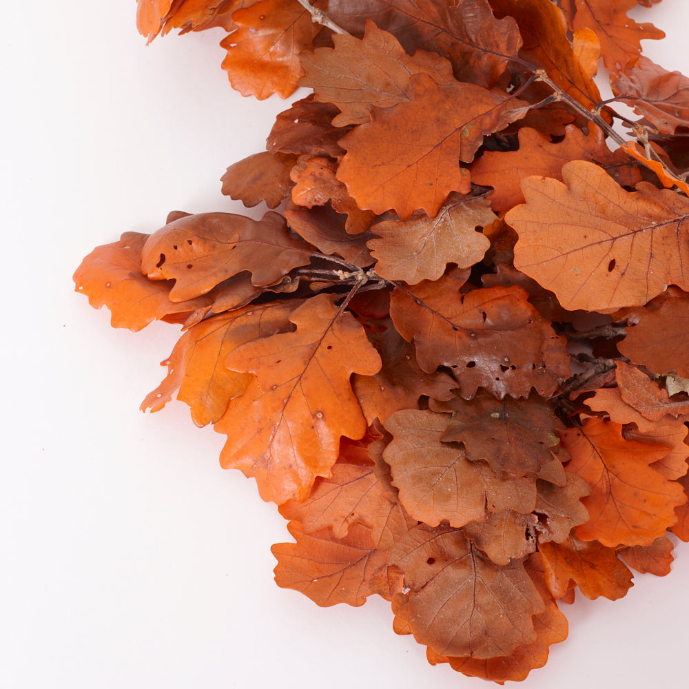 Oak Foliage, Preserved, Orange, 150g Bunch