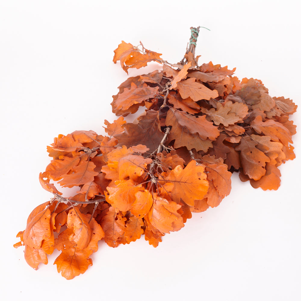 Oak Foliage, Preserved, Orange, 150g Bunch