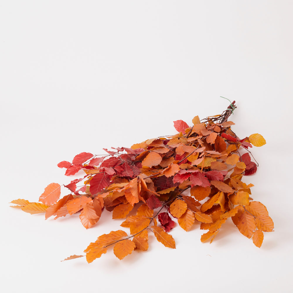 Copper Beech, (Fagus), Preserved, Autumn Mix, 150g