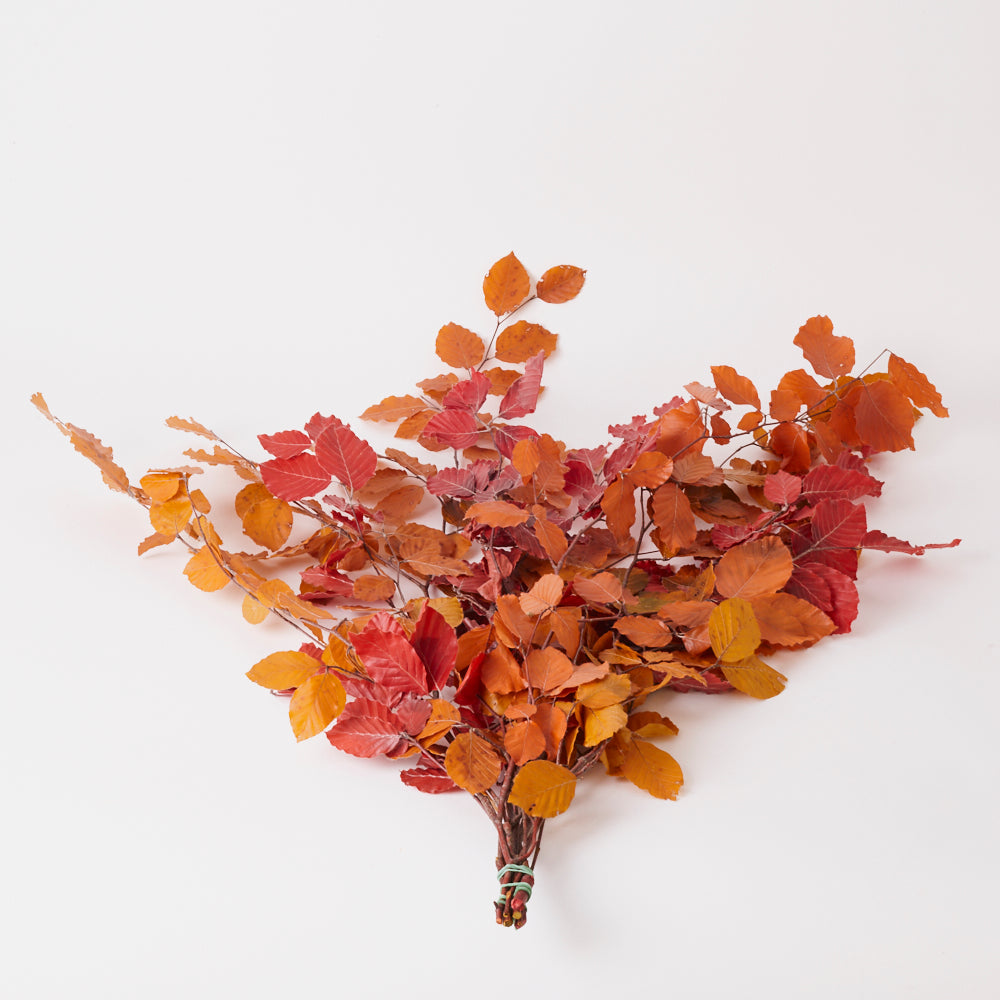 Copper Beech, (Fagus), Preserved, Autumn Mix, 150g