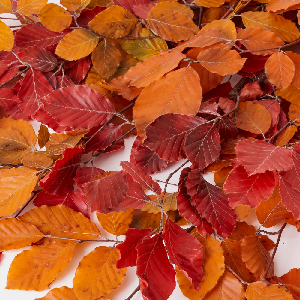 Copper Beech, (Fagus), Preserved, Autumn Mix, 150g