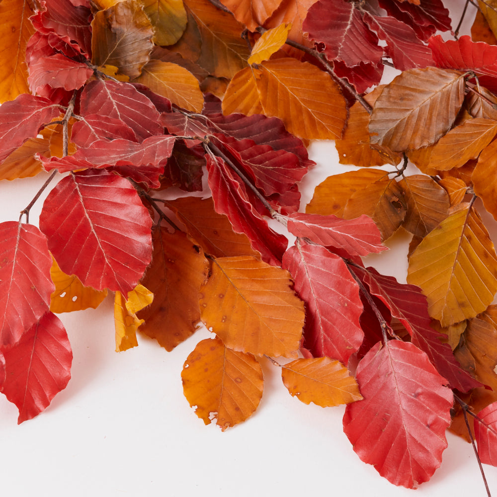 Copper Beech, (Fagus), Preserved, Autumn Mix, 150g