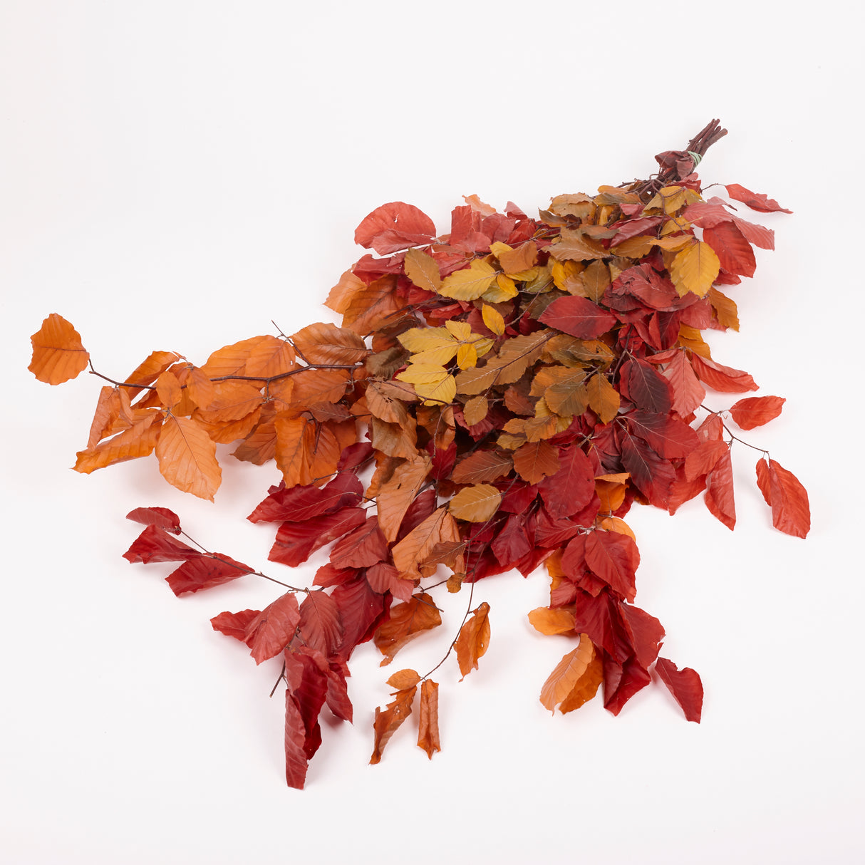 Copper Beech, (Fagus), Preserved, Autumn Mix, 150g