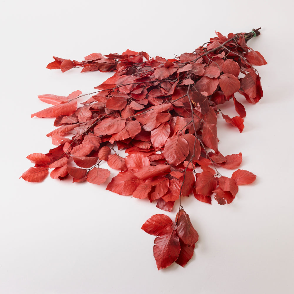 Copper Beech, (Fagus), Preserved, Red, 150g