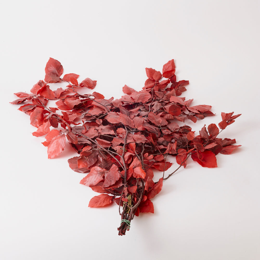 Copper Beech, (Fagus), Preserved, Red, 150g