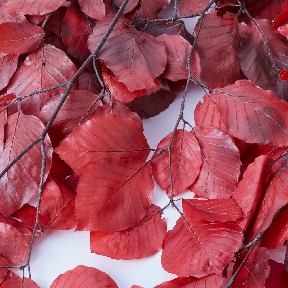 Copper Beech, (Fagus), Preserved, Red, 150g