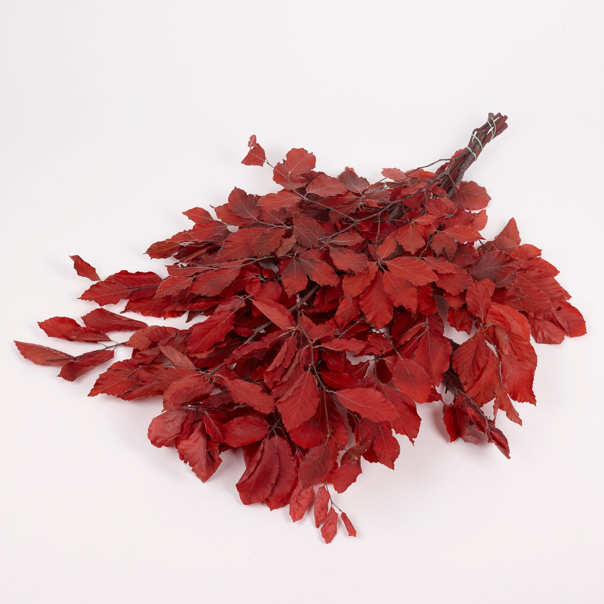 Copper Beech, (Fagus), Preserved, Red, 150g
