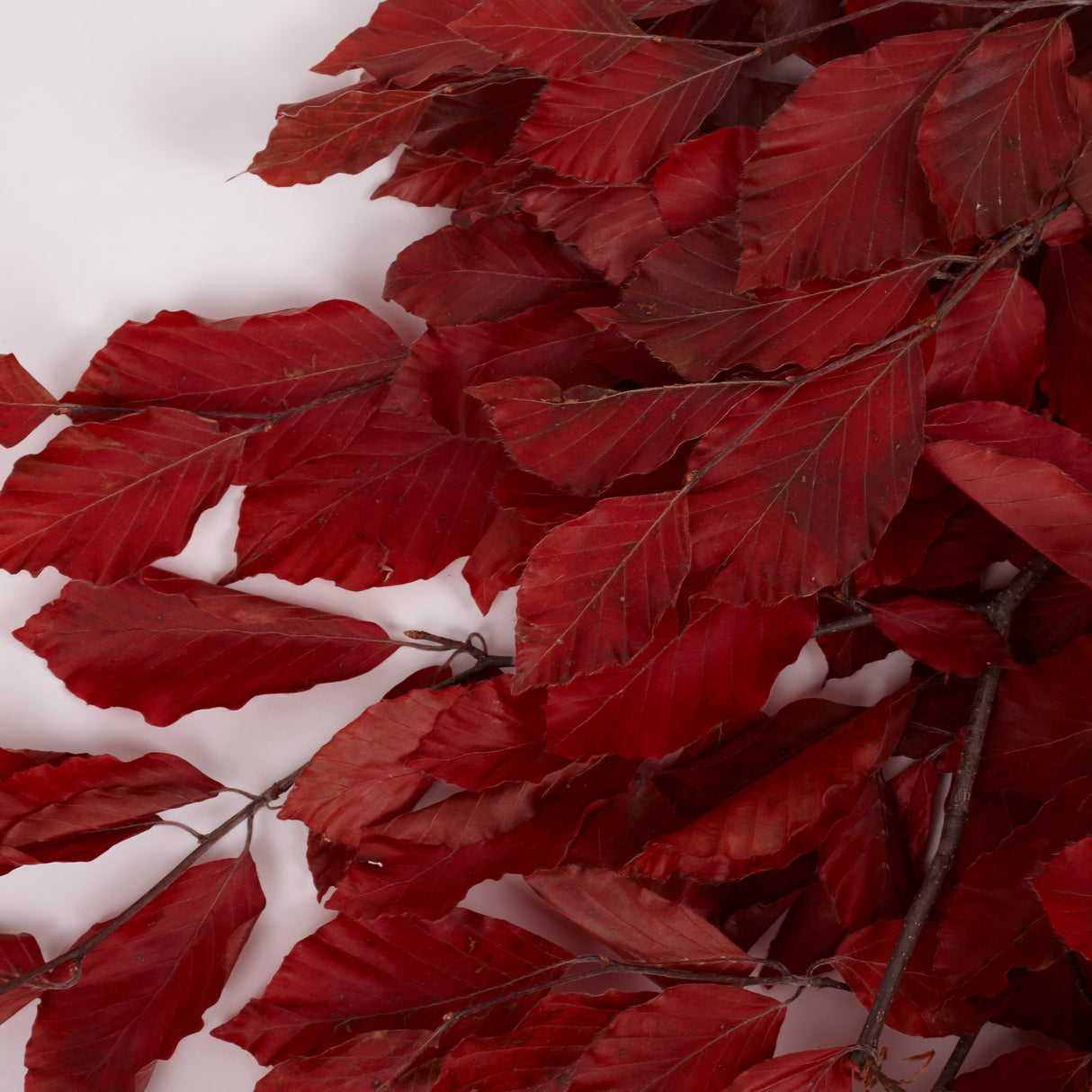 Copper Beech, (Fagus), Preserved, Red, 150g