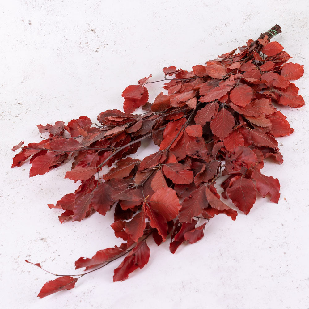 Copper Beech, (Fagus), Preserved, Red, 150g