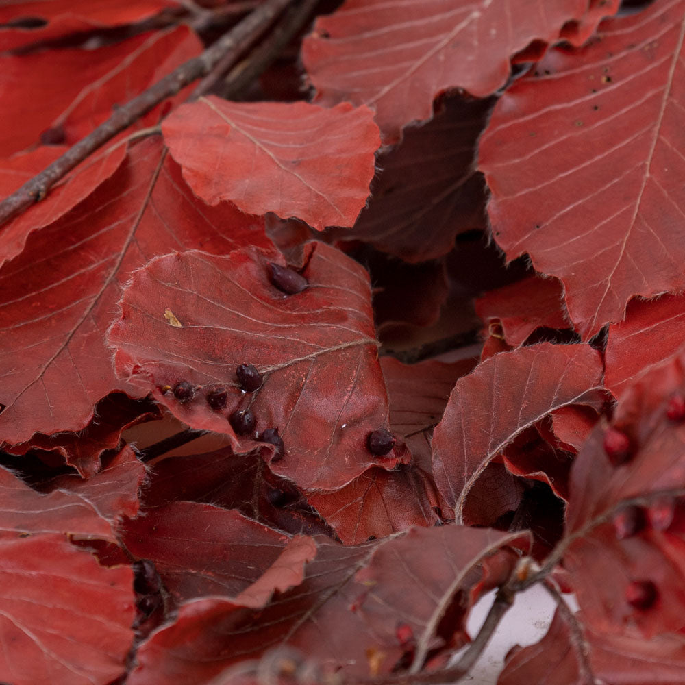 Copper Beech, (Fagus), Preserved, Red, 150g