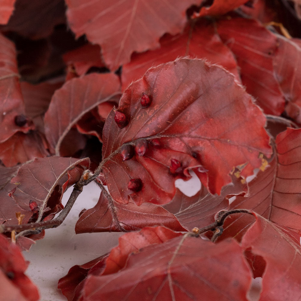 Copper Beech, (Fagus), Preserved, Red, 150g