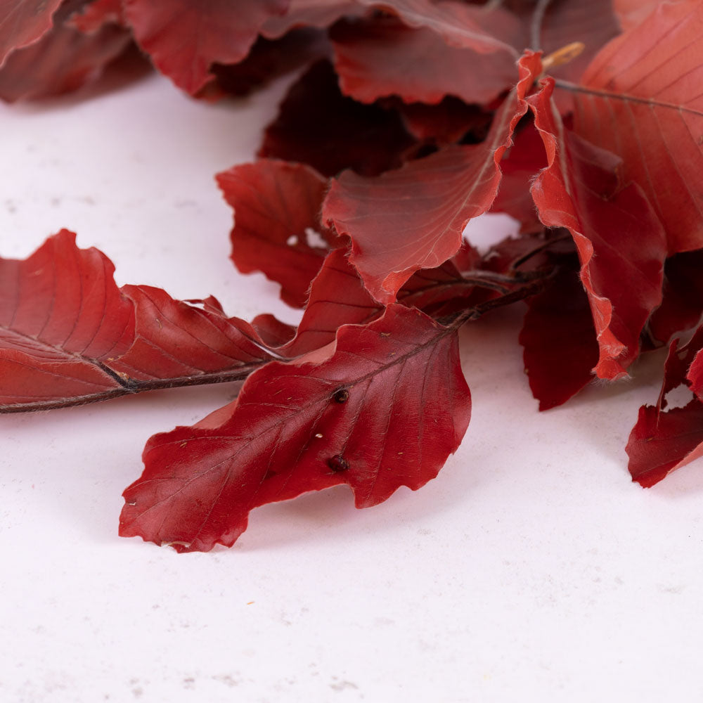 Copper Beech, (Fagus), Preserved, Red, 150g