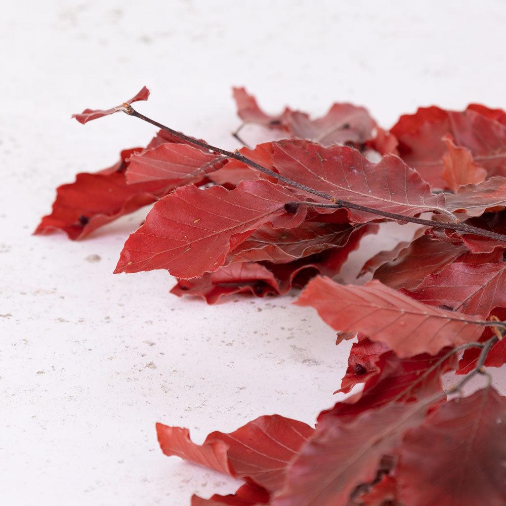 Copper Beech, (Fagus), Preserved, Red, 150g