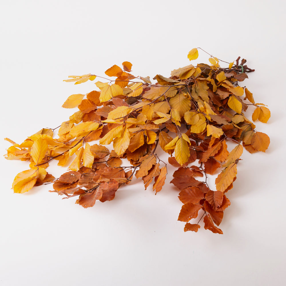 Copper Beech, (Fagus), Preserved, Yellow, 150g