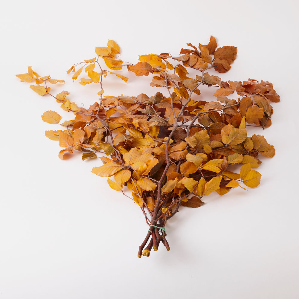 Copper Beech, (Fagus), Preserved, Yellow, 150g