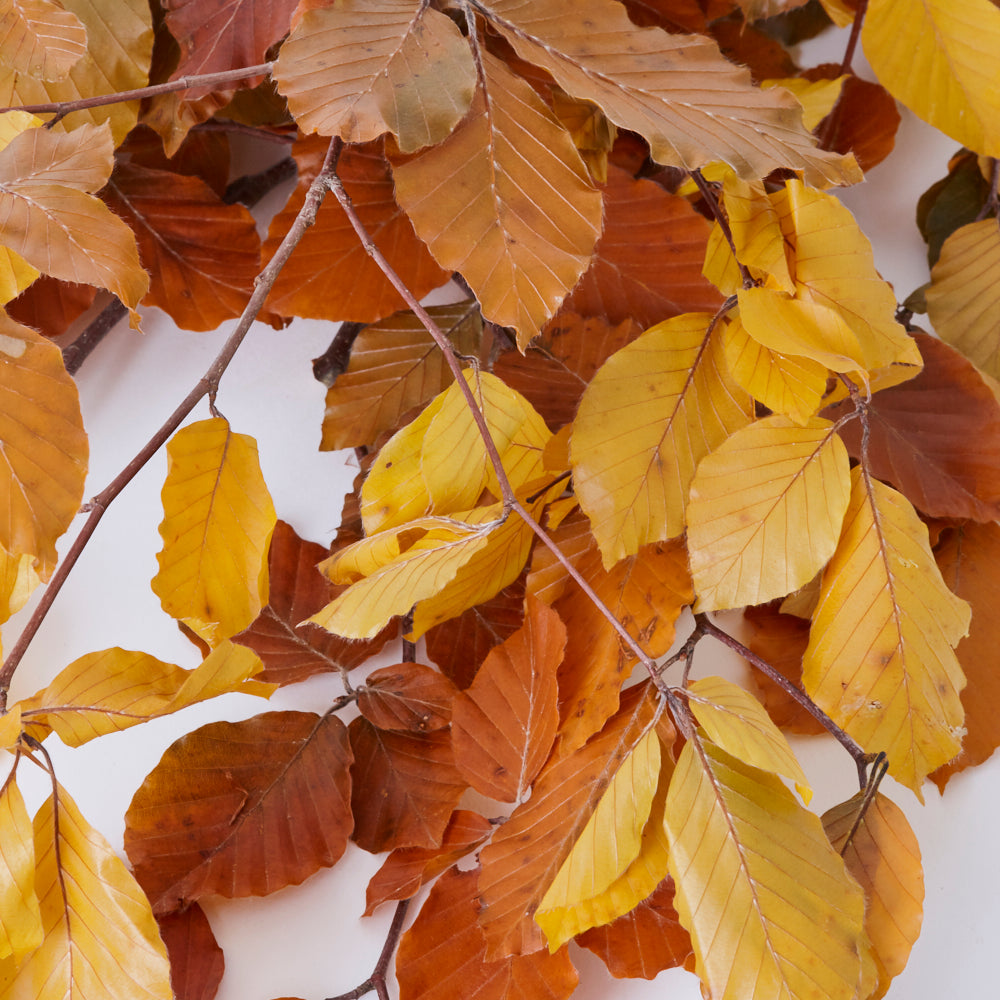 Copper Beech, (Fagus), Preserved, Yellow, 150g