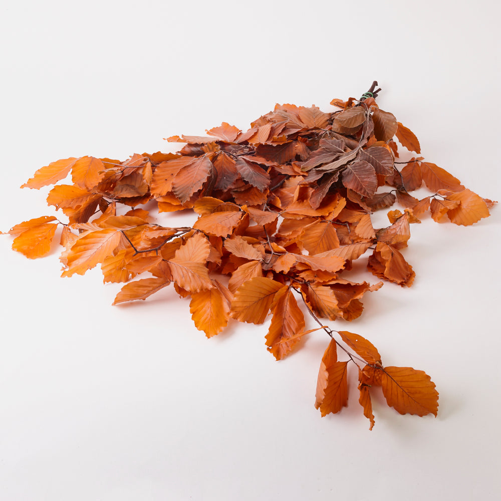 Copper Beech, (Fagus), Preserved, Orange, 150g