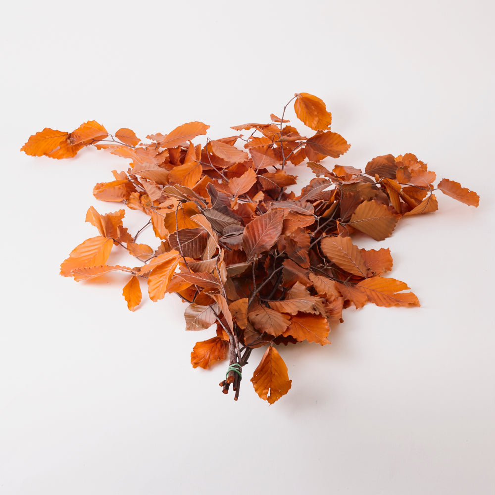 Copper Beech, (Fagus), Preserved, Orange, 150g