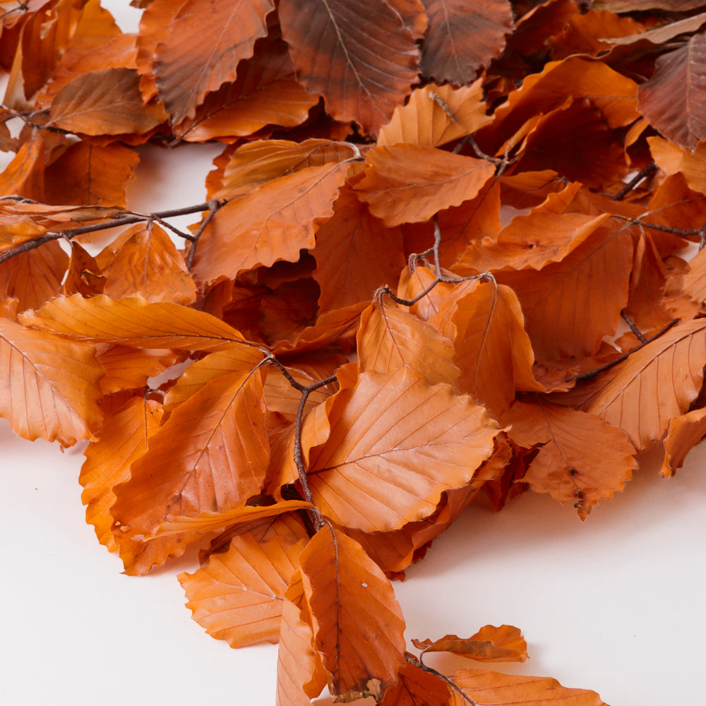 Copper Beech, (Fagus), Preserved, Orange, 150g