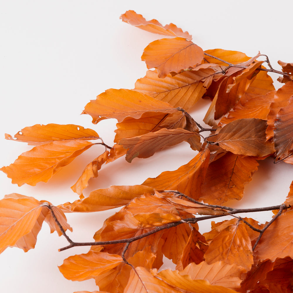 Copper Beech, (Fagus), Preserved, Orange, 150g