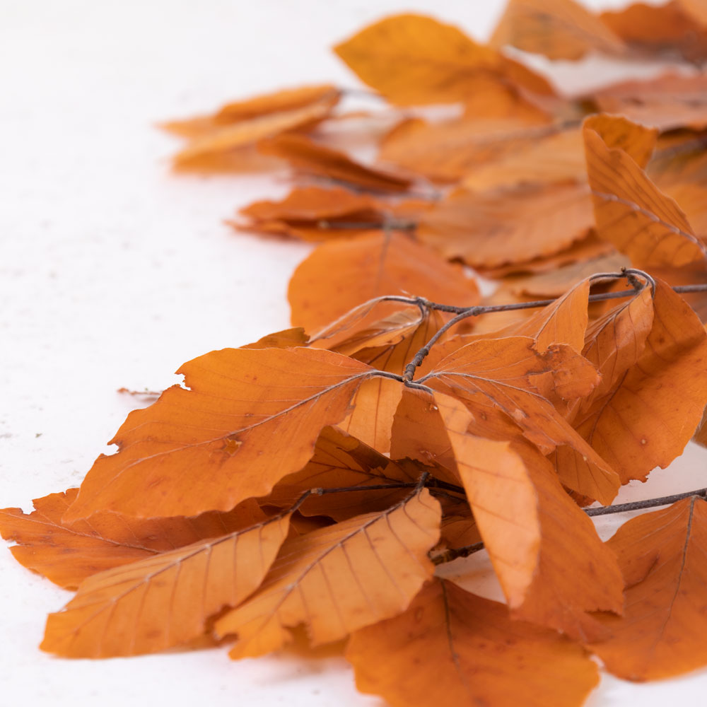 Copper Beech, (Fagus), Preserved, Orange, 150g
