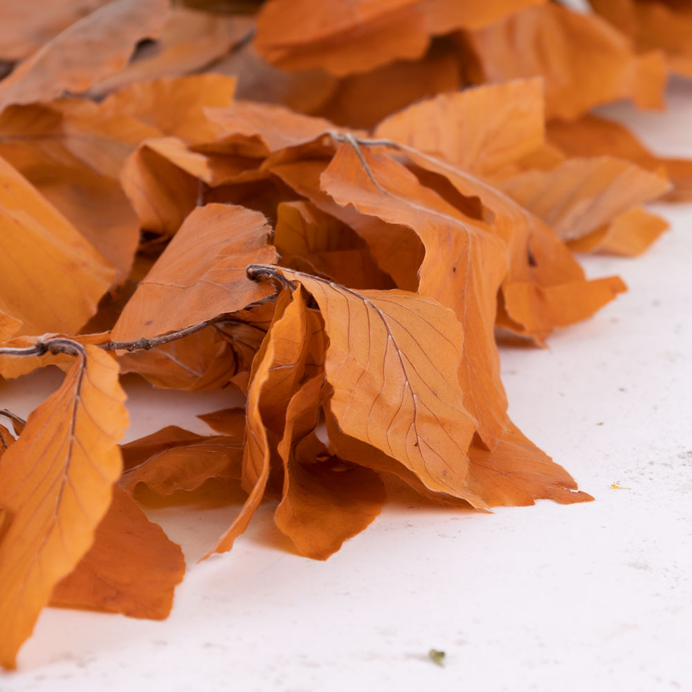 Copper Beech, (Fagus), Preserved, Orange, 150g