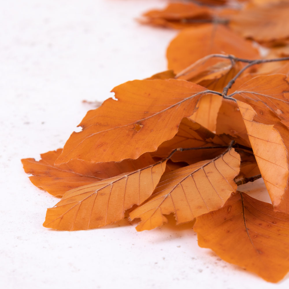Copper Beech, (Fagus), Preserved, Orange, 150g