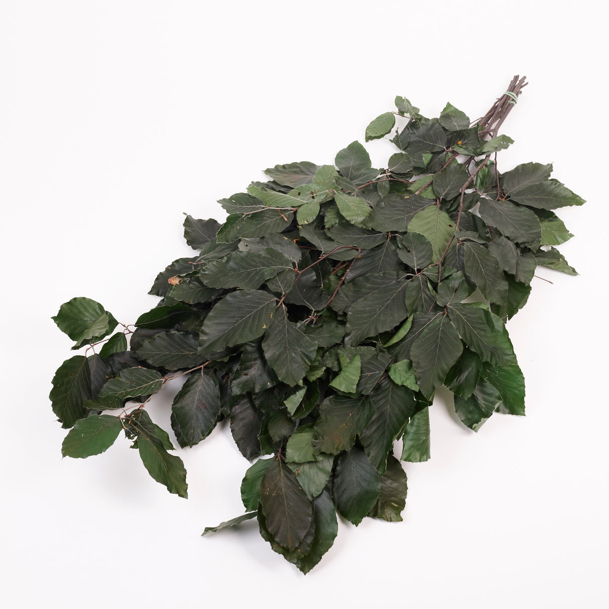 Copper Beech, (Fagus), Preserved, Green, 150g