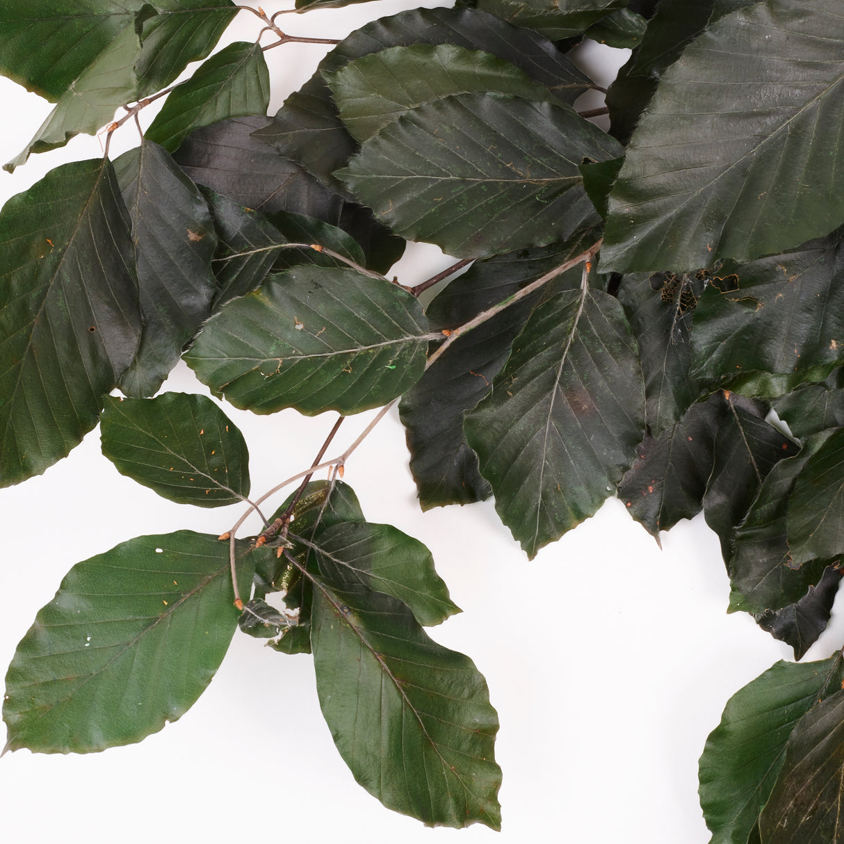 Copper Beech, (Fagus), Preserved, Green, 150g