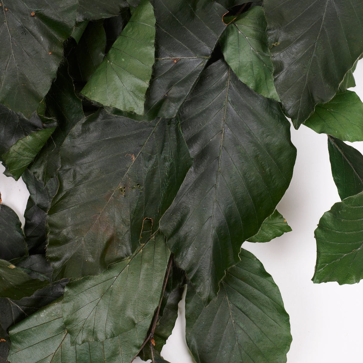 Copper Beech, (Fagus), Preserved, Green, 150g