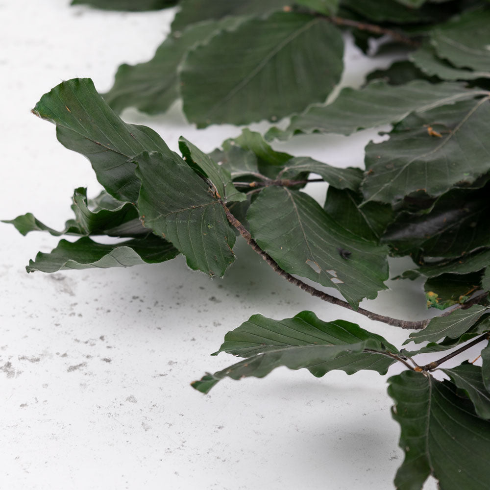 Copper Beech, (Fagus), Preserved, Green, 150g