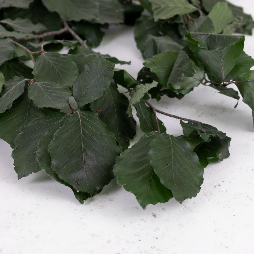 Copper Beech, (Fagus), Preserved, Green, 150g